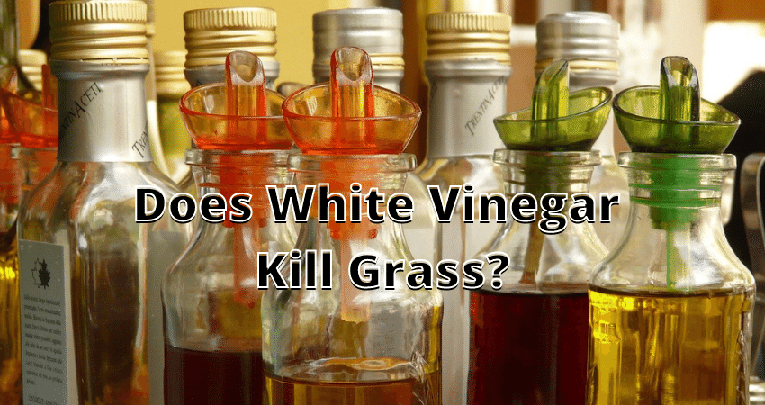 does-white-vinegar-kill-grass